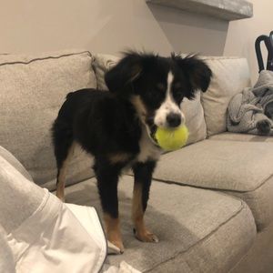 Meet your Posher, Molly